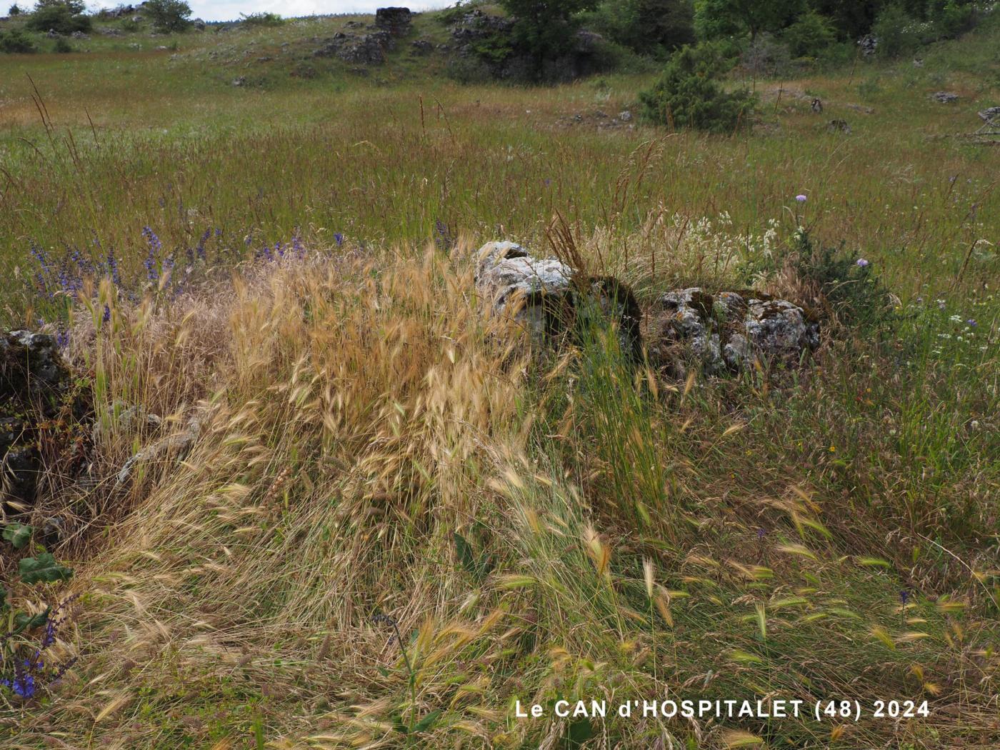 Barley, Wild plant